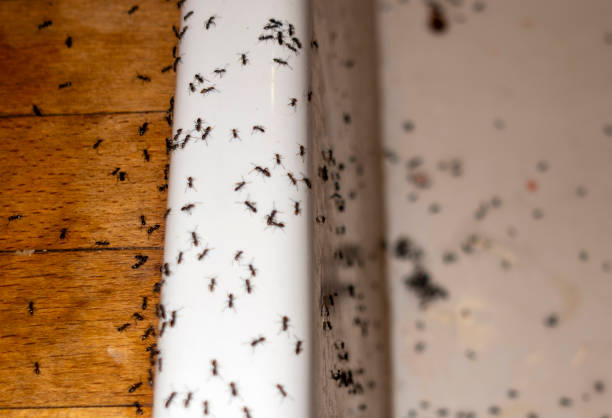 Reliable North Bonneville, WA Pest Control Solutions